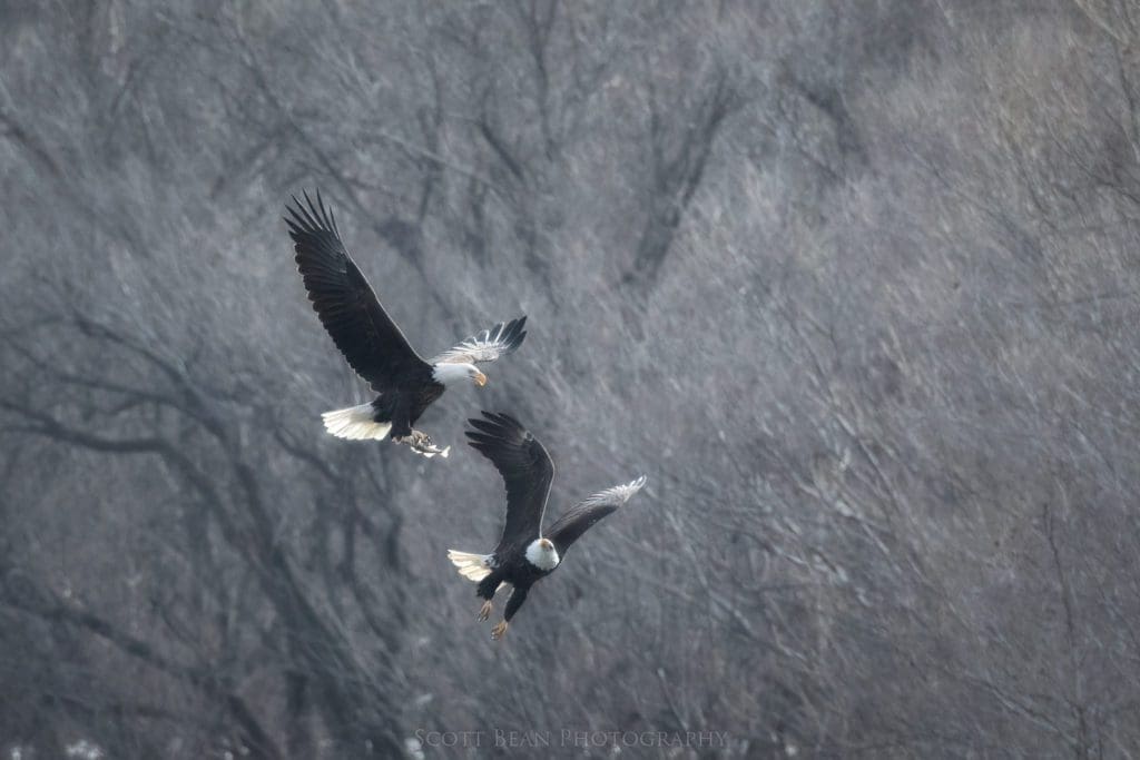 Adult bald eagles fighting over a recently grabbed fish.