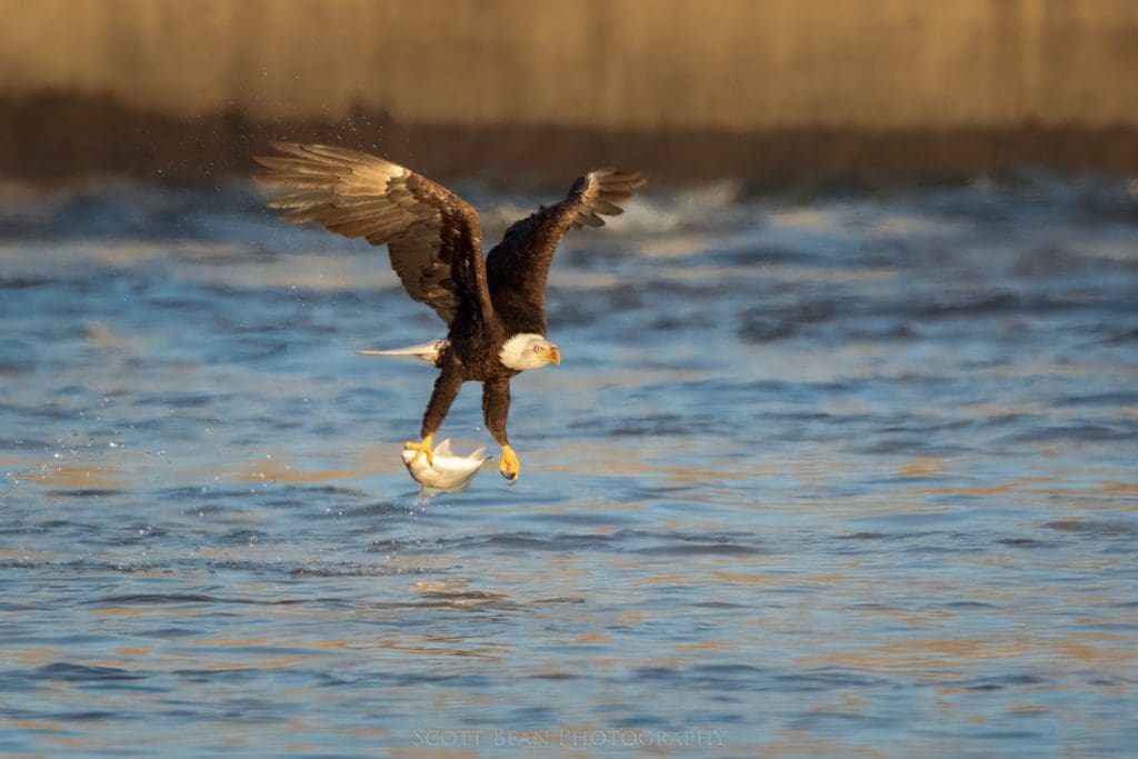 Bald eagle coming off the water with a large fish.