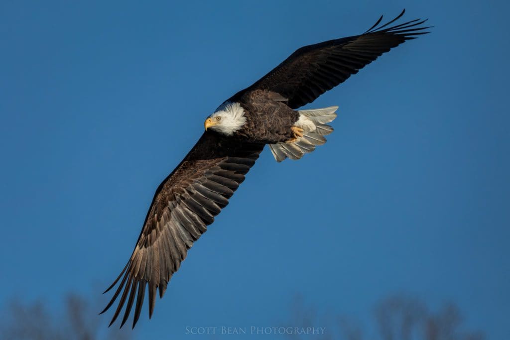 Bald eagle flying by.