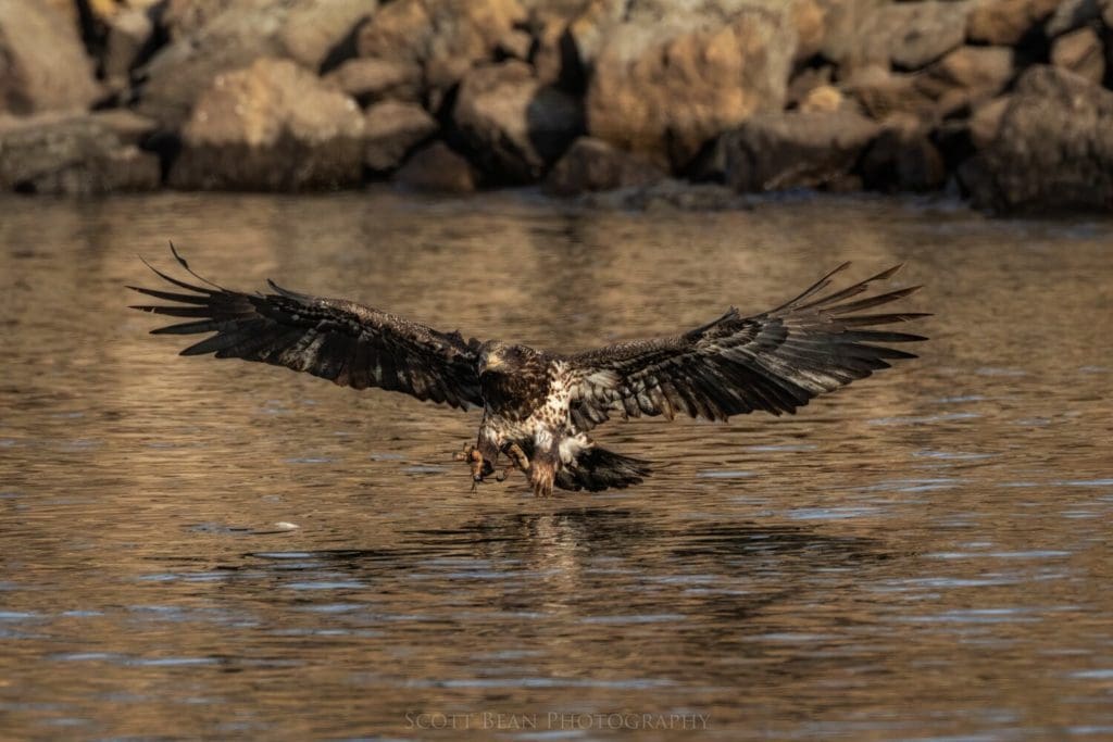 Juvenile bald eagle coming in for a fish