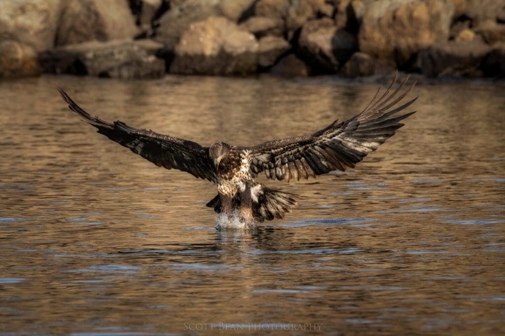 Juvenile bald eagle making a grab at a fish