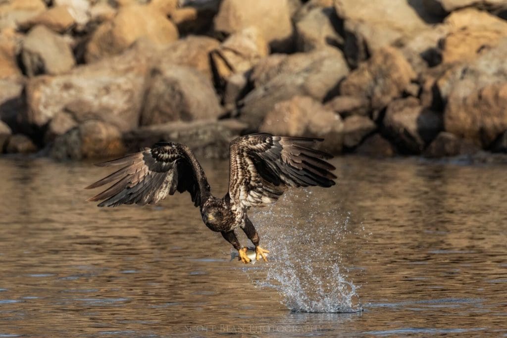 A juvenile bald eagle comes off the water with its catch.