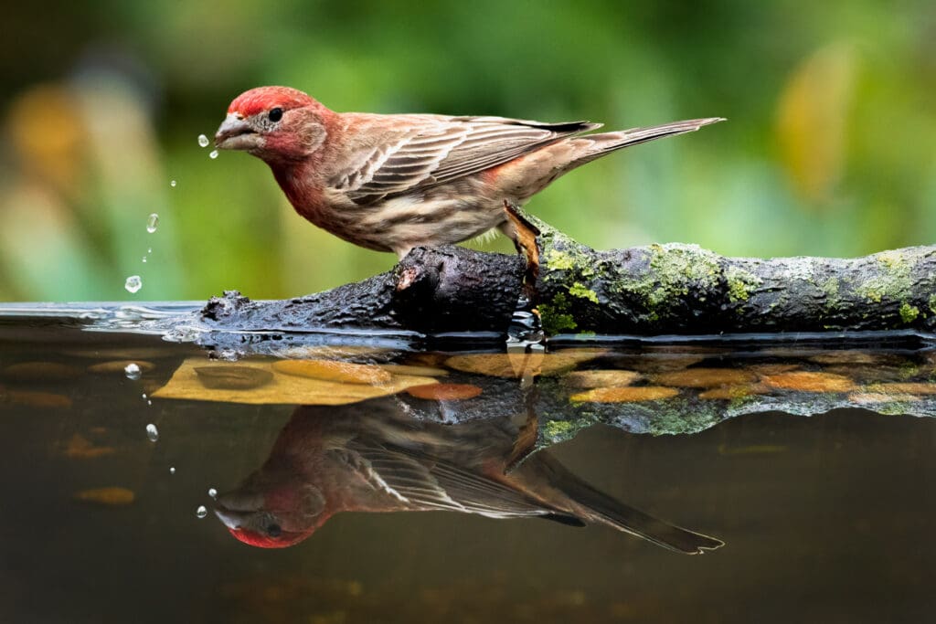 House finch on a reflecting pool.