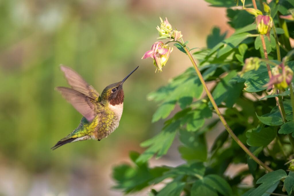 Hummingbird feeding from a colubmine.