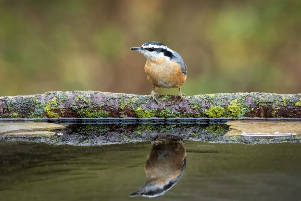 Red-breasted nuthatch at a reflecting pool.