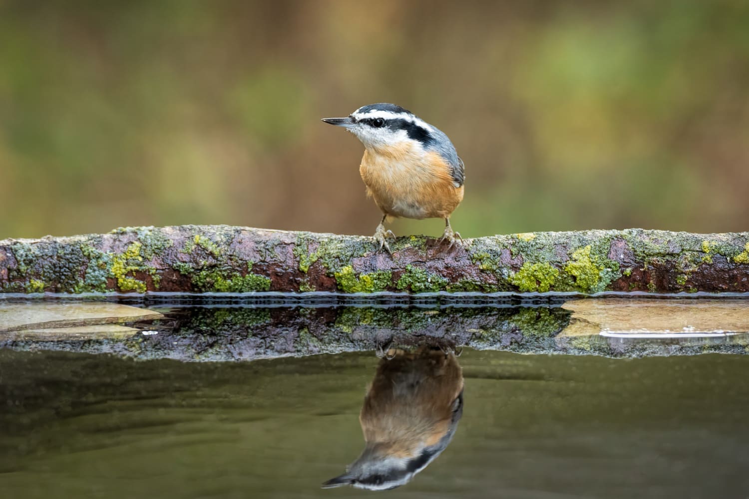 Setting up a small reflecting pool for backyard bird photography ...