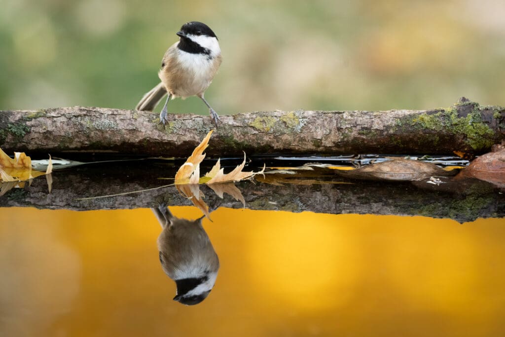 Black-capped chickadee at the reflecting pool.