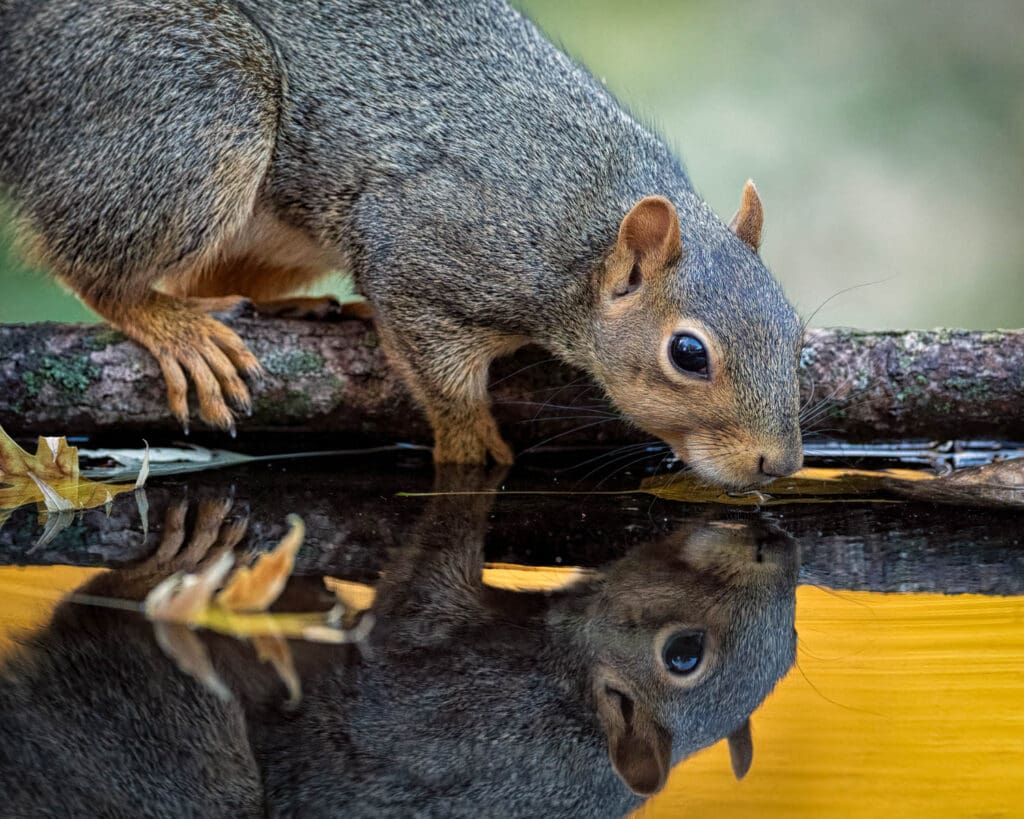 Fox squirrel drinking from a reflecting pool.