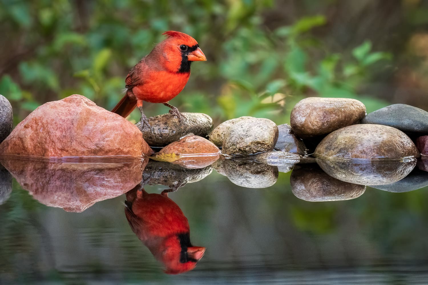 Male Northern Cardinal at a reflecting pool.