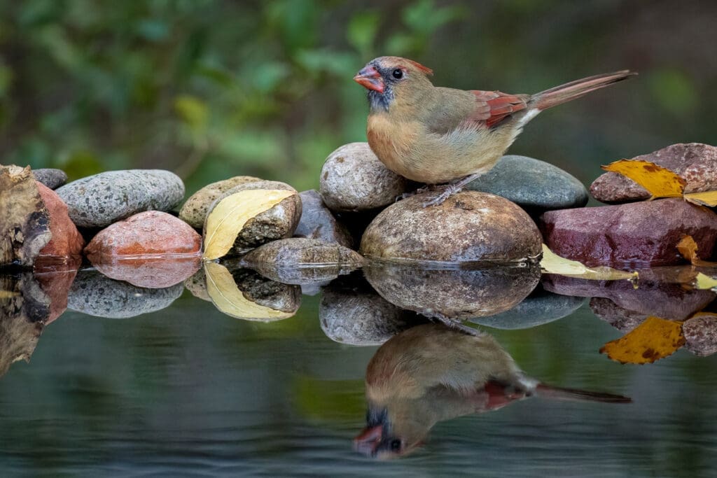 Female Northern Cardinal at a reflecting pool.