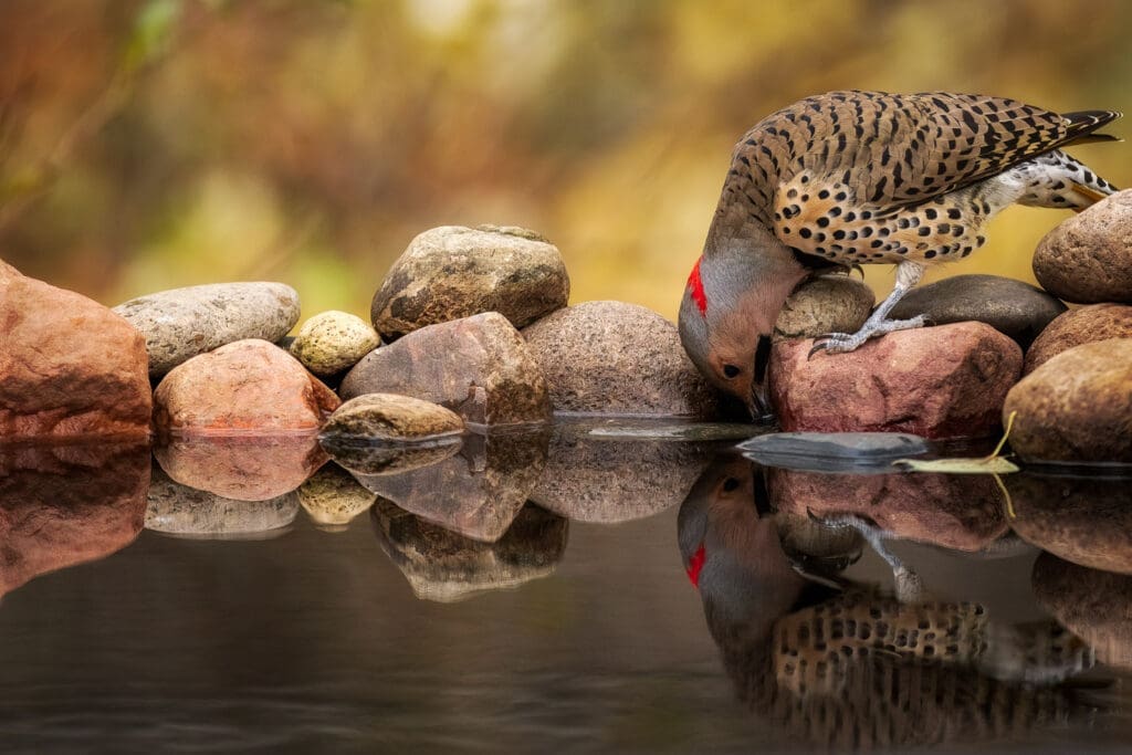 A northern flicker at a reflecting pool.