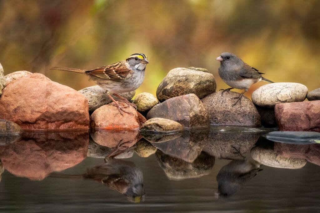 White-throated sparrow and Junco