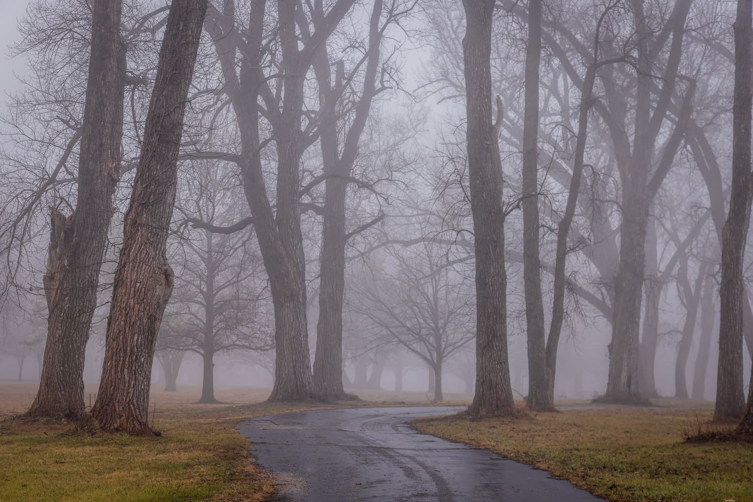 A park road on a foggy morning
