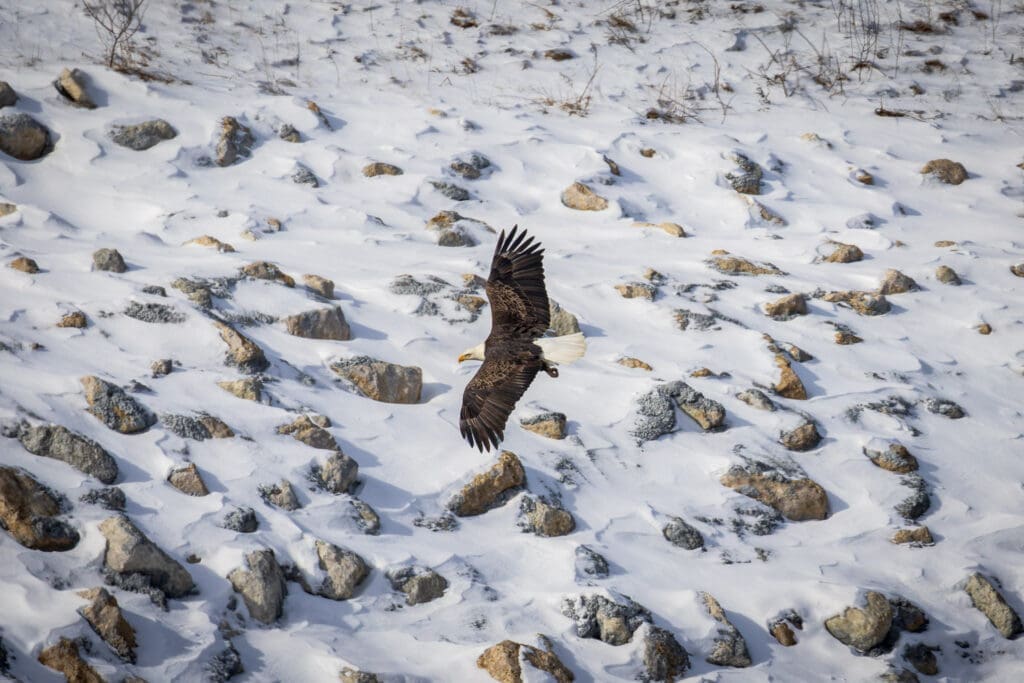 bald eagle in flight
