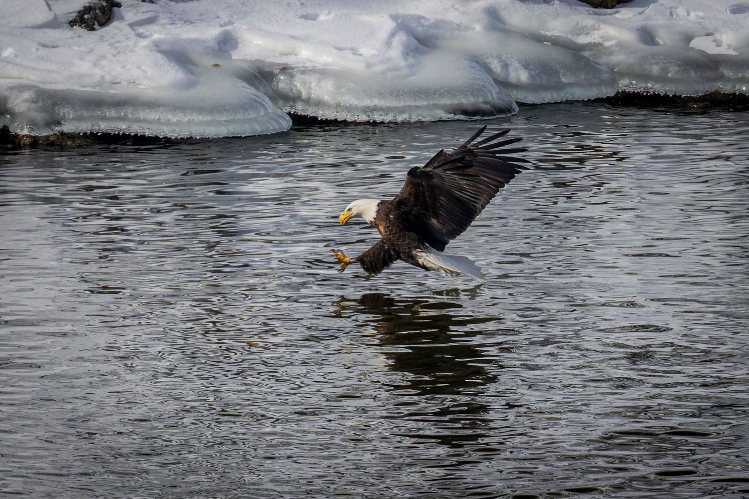 bald eagle with talons extended