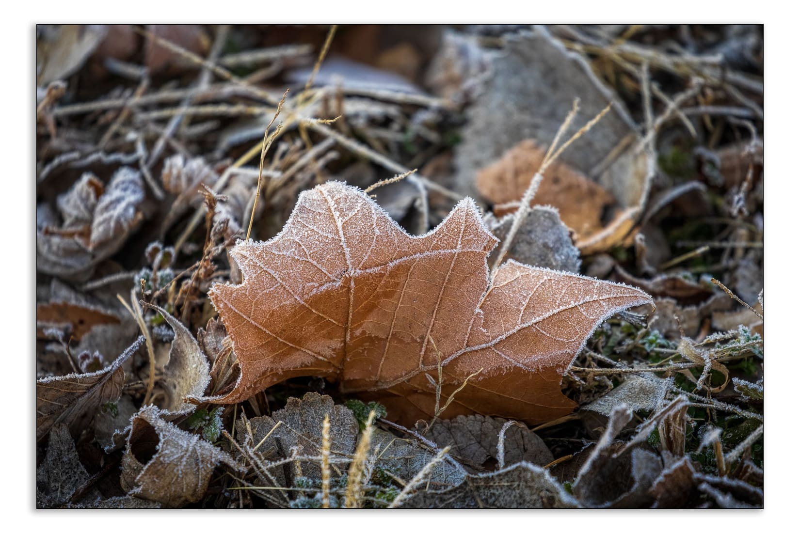 Leaf with frost on it