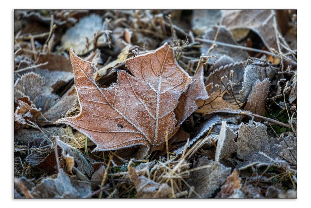 frosty leaf lying on the ground.